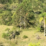 Sítio / chácara com  34,5 hectares em Imaruí