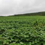 Chácara / sítio à venda na Vicinal, 1505, Zona Rural, Pilar do Sul