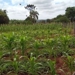 Terreno à venda na estrada briene, 1010, Samanbaial, Barão de Antonina