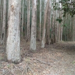 Fazenda à venda na Vicinal, 1020, Centro, Lavrinhas