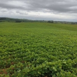 Chácara / sítio à venda na Vicinal, 1020, Zona Rural, Pilar do Sul