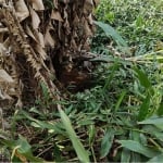 Terreno à venda na Bela Vista, 18, Botujuru (Botujuru), Campo Limpo Paulista