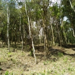 Terreno Condomínio Rural para Venda em Rancho Queimado, Centro