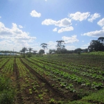 Terreno à venda na Avenida Vereador Domingos Benvenuto Moletta, 7584, Campo Largo da Roseira, São José dos Pinhais