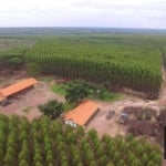 Fazenda à venda por R$ 1.500.000.000 - Centro - Ribas do Rio Pardo/MS