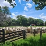 Fazenda em Cocalinho