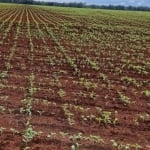 Fazenda em Pedro Afonso