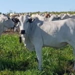 Fazenda em Paranatinga