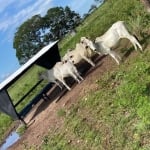 Fazenda à Venda em Conceição do Tocantins - R$30 Milhões