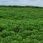 Fazenda em Silvanópolis