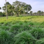 Fazenda em Cocalinho