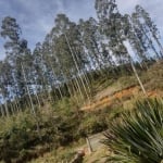 Chácara para Venda em Quatro Barras, RIBEIRÃO DO TIGRE