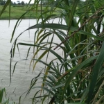 Chácara para Venda em São João do Itaperiú, Santa Luzia