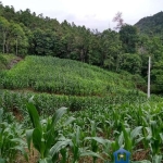 Terreno à venda na Geral do Rio Engano, 00, Rio Engano, Alfredo Wagner