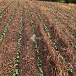 Fazenda à venda na Rural, 200, Área Rural de Itapetininga, Itapetininga