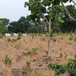 Sitio com 46 hectares com 20 cabeças de gado.