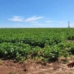 EXCELENTE OPORTUNIDADE. FAZENDA A VENDA EM PARANATINGA