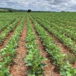 FAZENDA A VENDA EM NOBRES - MT