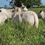 FAZENDA  A VENDA  EM SANTO ANTONIO DO LEVERGER - MT