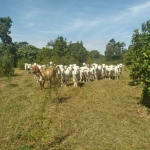 Sitio a venda comunidade Morro Sao Jeronimo