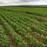 fazenda de 2.000 hectares na região da, 270 km de Brasília DF