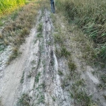 fazenda de 506 alqueires de 4,84 área toda plana, plantando há 6 anos 710 hectar