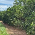 fazenda de 404 alqueres na região da cidade de Fernandópolis - SP