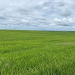 fazenda de 968 hectares na região do Município de Cristalina Goiás