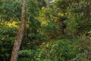 Terreno para Venda em Mairiporã, Santa Inês