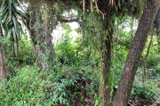 Terreno para Venda em Florianópolis, Jurerê Internacional