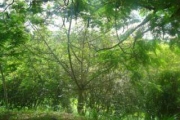 Terreno em condomínio fechado à venda na Rua Cataldo Bove, s/n, Colinas do Ermitage (Sousas), Campinas