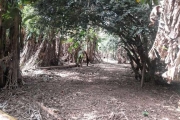 Sua Chácara dos Sonhos em Campinas: Espaço, Conforto e Natureza em Harmonia!