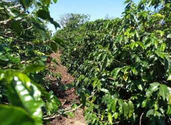 Sitio a Venda área total de 7,68 Alqueires , região de Pinhalão PR  .