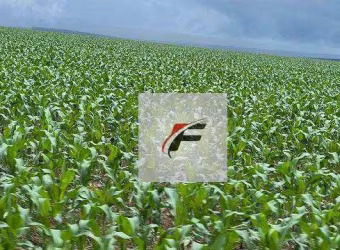 Fazenda com 3 dormitórios à venda, 798600 m² por R$ 7.000.000,00 - São Domingos - Marmeleiro/PR