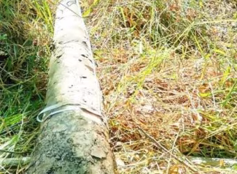 FAZENDA COM EUCALIPTO A VENDA NO ESTADO DE SÃO PAULO ??   Área Total: 106,4 Alqueires ou 257,55 Hectares   Área Com Eucalipto: 55 Alqueires ou 134 Hectares   Espécie Urograndis C/ Casca  1° Corte   12