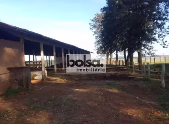 Haras magnifico especializado na cria de quarto de milha para provas de laço e tambor.