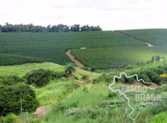 Linda fazenda com plantação de eucalipto e café em Minas Gerais.