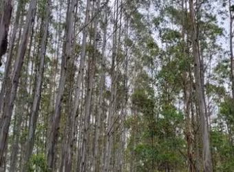 FLORESTA DE EUCALIPTOS EM GUARATINGUETÁ/SP