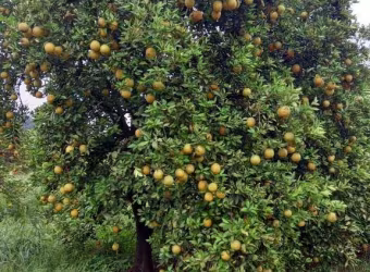FAZENDA DE LARANJAS EM CAMPINA VERDE/MG