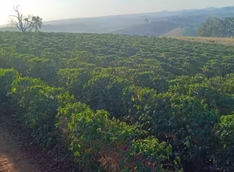 BELA FAZENDA DE CAFÉ MECANIZADA EM MONTE BELO/MG