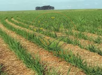 FAZENDA DE 45 ALQUEIRES NA REGIÃO DE ACREÚNA - GO  FA00242
