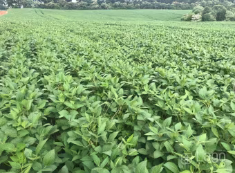 Fazenda Guarapuava