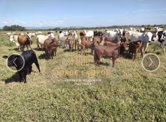 FA-2456 - FAZENDA À VENDA EM GUARATINGUETÁ/SP