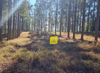 Excelente sítio, com aproximadamente 25.000m², dentro do Condomínio Triquedas, à 5 Kms antes de Coronel Pacheco.