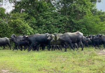 Fazenda à venda em nova laranjeiras no paraná. com 450 alqueires sendo 320 alqueires em pasto.  r$ 70.000,00 o alqueire entrada + 3 pagamentos.