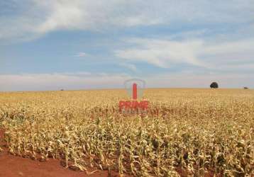 Fazenda à venda com 88 alqueires por r$ 30.000.000 - cambé/pr