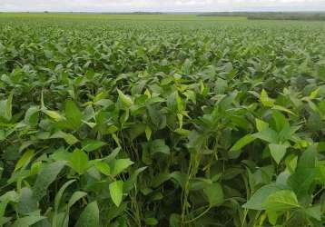 Fazenda para venda em guaraí, área rural