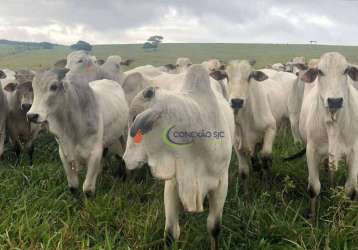 Fazenda com 3 dormitórios à venda, 60000000 m² por r$ 150.000.000,00 - centro - santa inês/ma