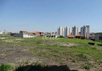 Terreno comercial para alugar na rua januário cicco, --, são lucas, são paulo, 5000 m2 por r$ 40.000