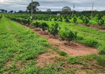 Fazenda de laranja a venda na região de são josé do rio preto/sp, com 50,4 alqueires, sendo 46 alqueires em laranja, com benfeitorias